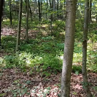 Irondale Mountain Trails - Wharton, NJ