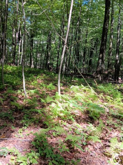 Irondale Mountain Trails - Wharton, NJ