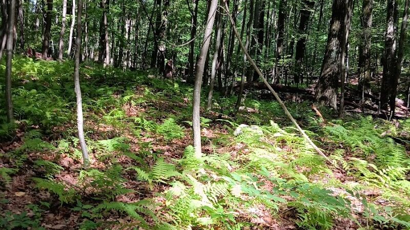 Irondale Mountain Trails - Wharton, NJ