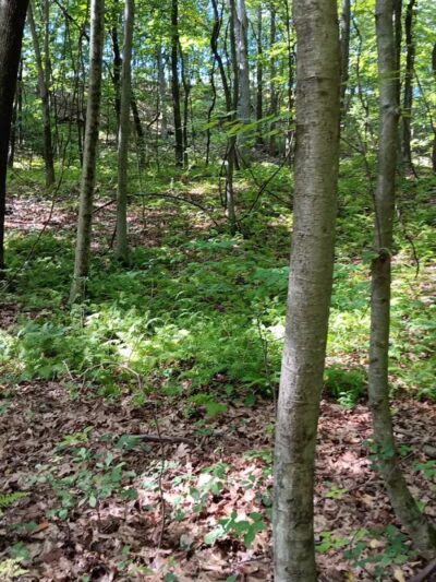 Irondale Mountain Trails - Wharton, NJ