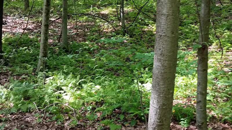 Irondale Mountain Trails - Wharton, NJ