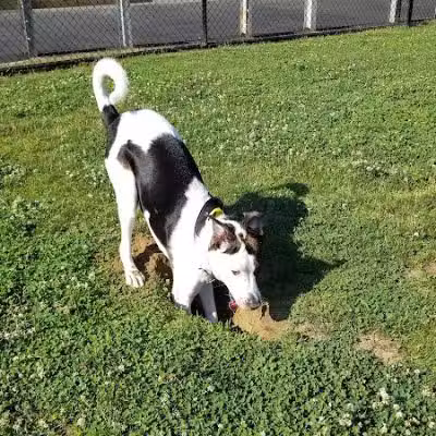 Wharton Dog Park - Wharton, NJ