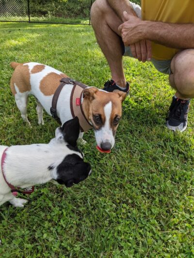 Wharton Dog Park - Wharton, NJ