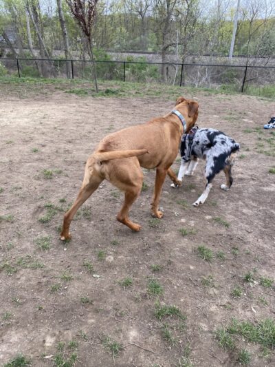 Wharton Dog Park - Wharton, NJ