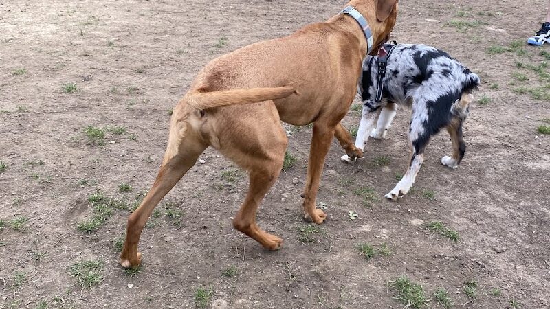 Wharton Dog Park - Wharton, NJ
