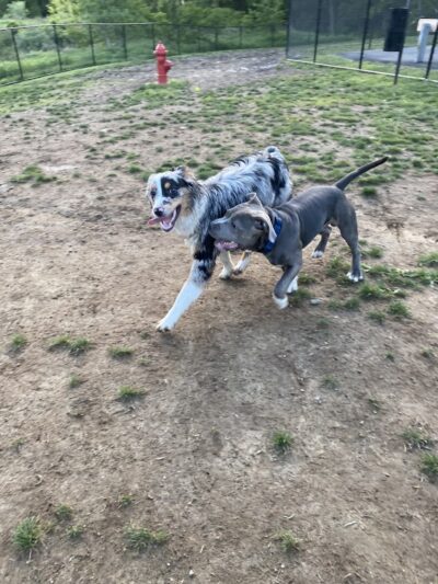 Wharton Dog Park - Wharton, NJ