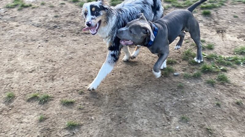 Wharton Dog Park - Wharton, NJ