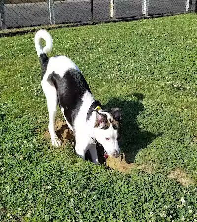 Wharton Dog Park - Wharton, NJ