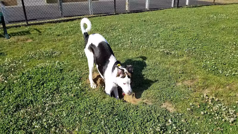 Wharton Dog Park - Wharton, NJ