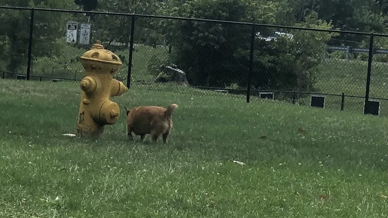 Fitzsimmons Family Garden Park Dog Park - Wheeling, WV