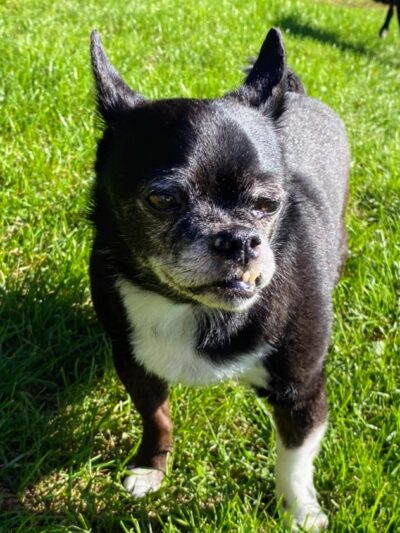 Fitzsimmons Family Garden Park Dog Park - Wheeling, WV