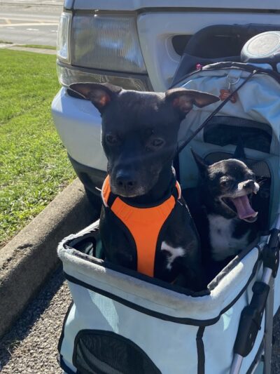 Fitzsimmons Family Garden Park Dog Park - Wheeling, WV