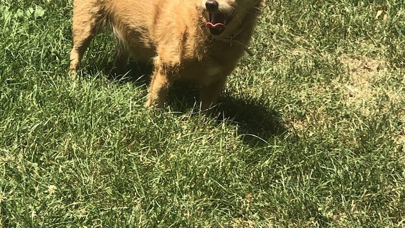 Fitzsimmons Family Garden Park Dog Park - Wheeling, WV