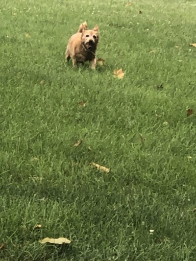 Fitzsimmons Family Garden Park Dog Park - Wheeling, WV