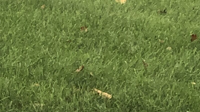 Fitzsimmons Family Garden Park Dog Park - Wheeling, WV