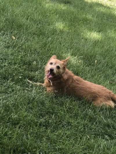 Fitzsimmons Family Garden Park Dog Park - Wheeling, WV