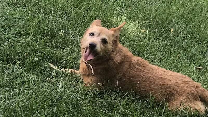 Fitzsimmons Family Garden Park Dog Park - Wheeling, WV