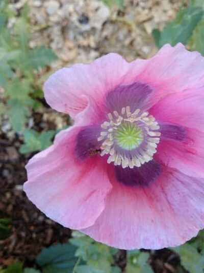 Oak Park Inn - Whitehall, WI