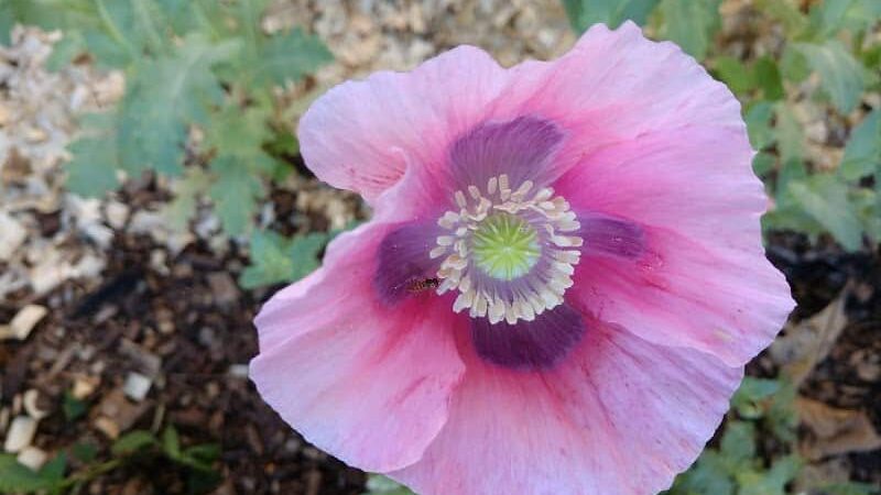 Oak Park Inn - Whitehall, WI