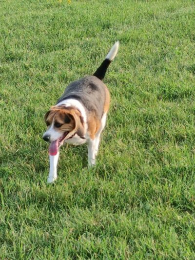 Bark Park - Whitewater, WI