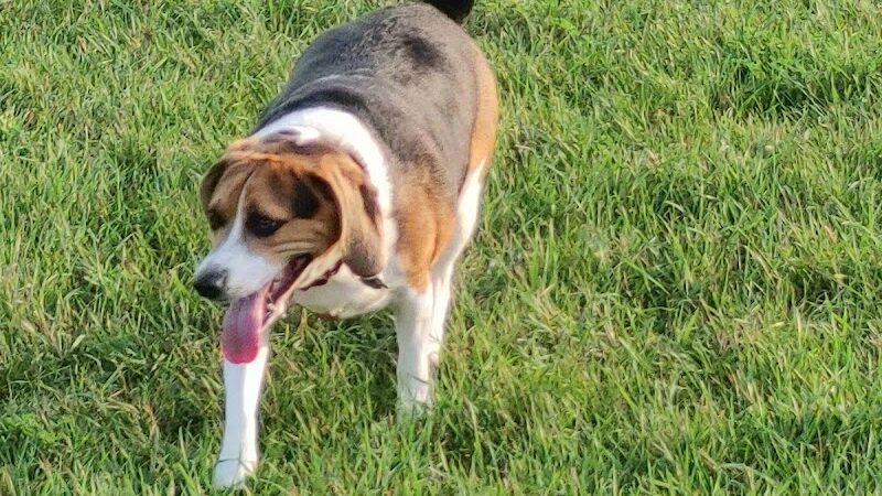 Bark Park - Whitewater, WI