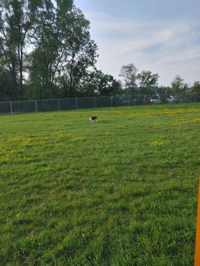 Bark Park - Whitewater, WI