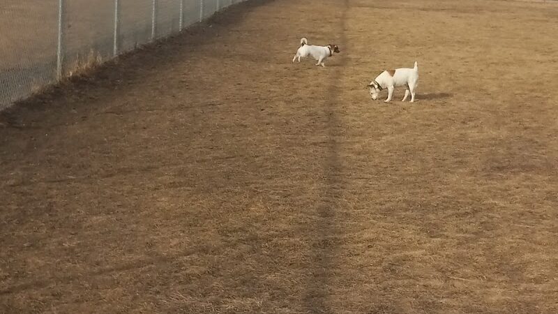 Bark Park - Whitewater, WI