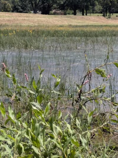 Buffalo Park - Wichita, KS