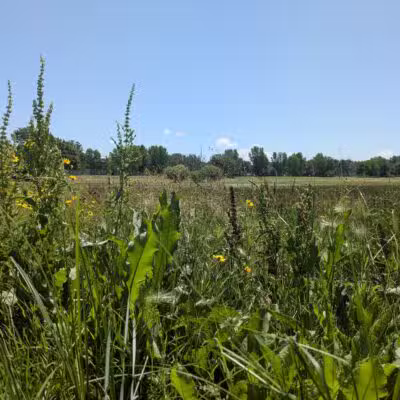 Buffalo Park - Wichita, KS
