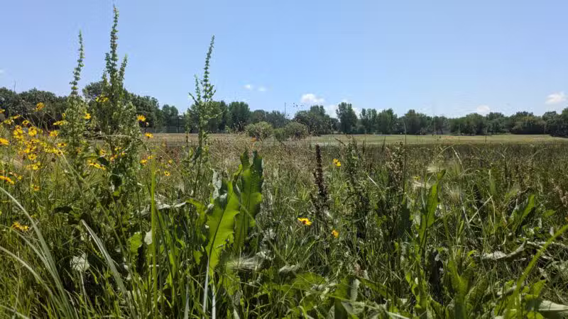 Buffalo Park - Wichita, KS