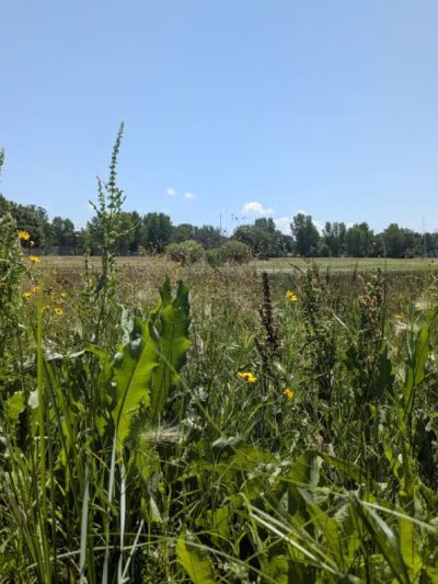 Buffalo Park - Wichita, KS