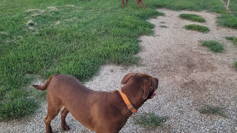 Chapin Park - Wichita, KS