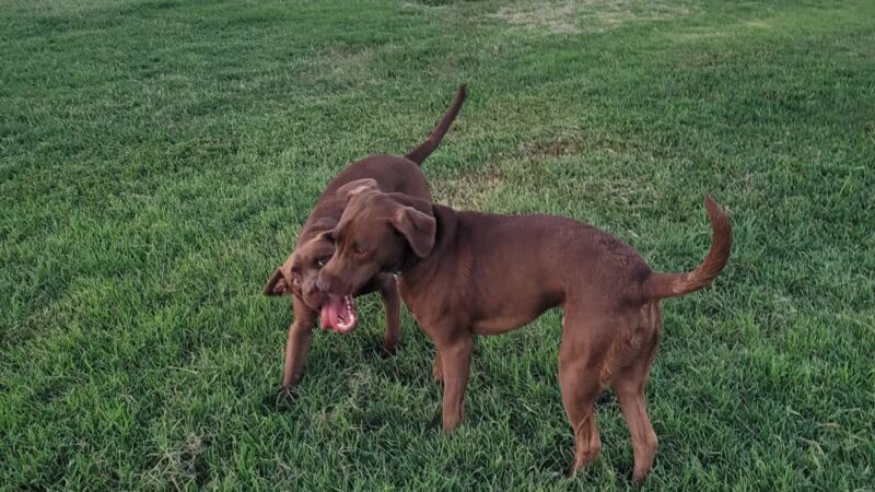 Chapin Park - Wichita, KS