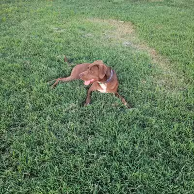 Chapin Park - Wichita, KS