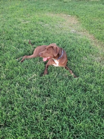 Chapin Park - Wichita, KS