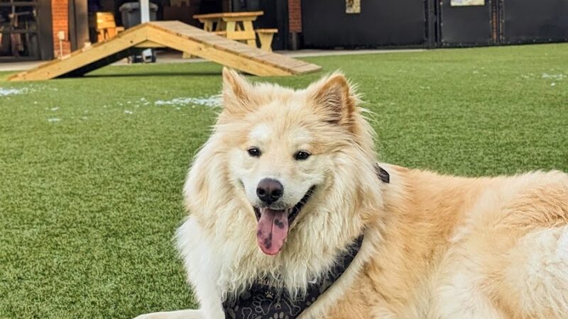 Barks & Brews - Wichita, KS