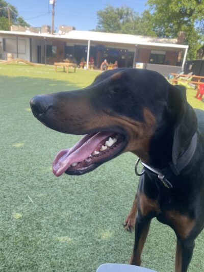 Barks & Brews - Wichita, KS