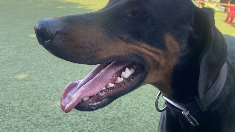 Barks & Brews - Wichita, KS