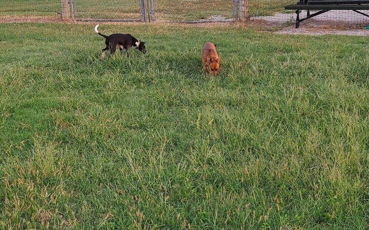 Chapin Park - Wichita, KS