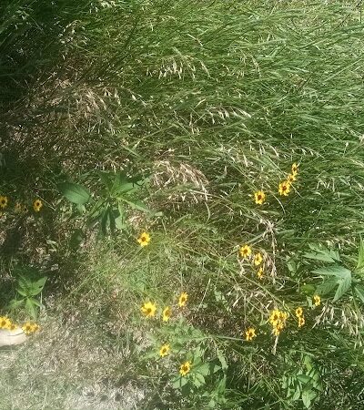 Meadows Park - Wichita, KS