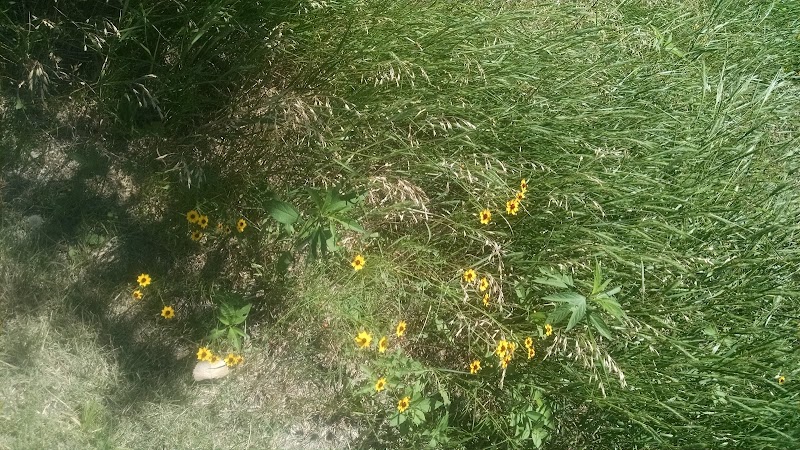 Meadows Park - Wichita, KS