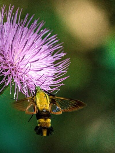 Pawnee Prairie Park - Wichita, KS