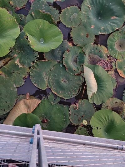 Pracht Wetlands Park - Wichita, KS