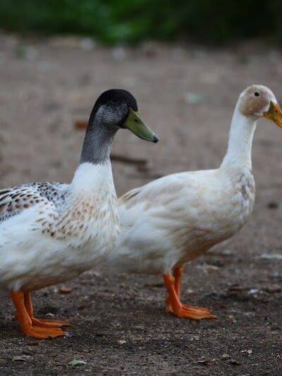 Sedgwick County Park - Wichita, KS