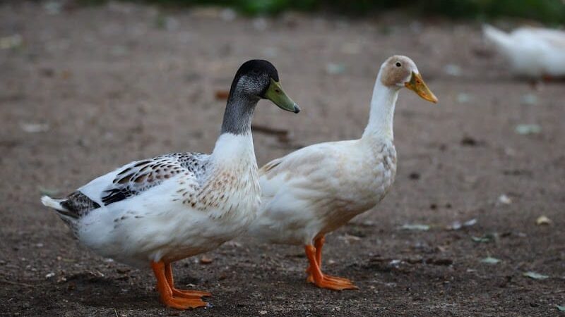 Sedgwick County Park - Wichita, KS