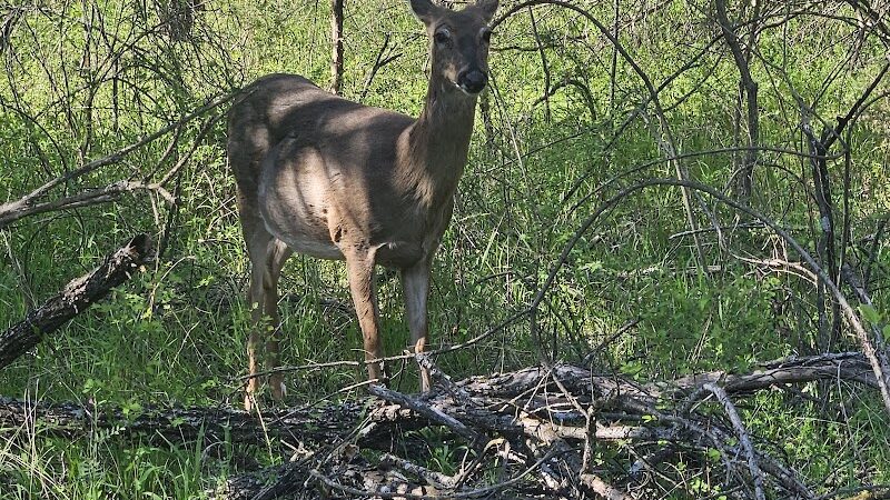 Swanson Park - Wichita, KS
