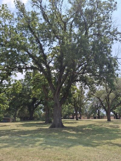 West Douglas Park - Wichita, KS