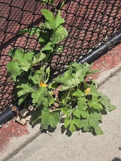 Sunset Park - Wichita, KS