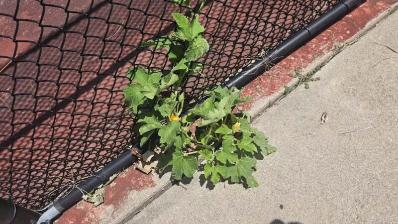 Sunset Park - Wichita, KS