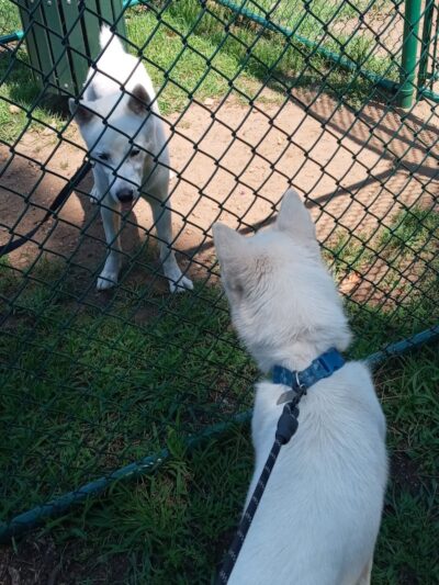 Recreation Park - Willimantic, CT